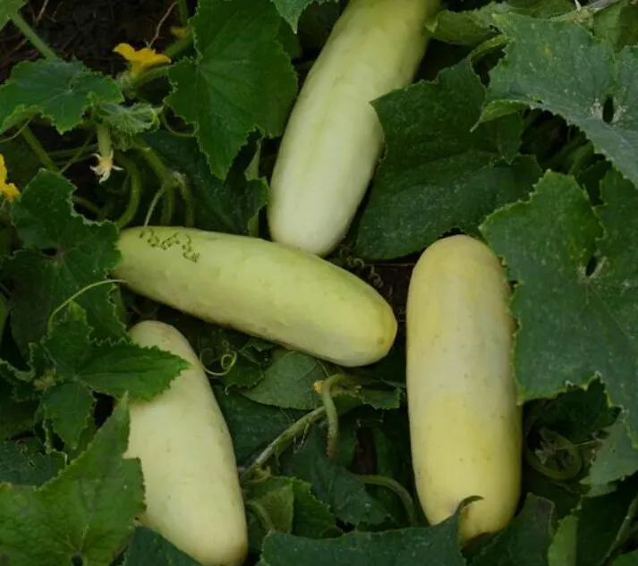 Cucumber%20/%20Pipincha%20Seeds%20For%20Home%20Garden%20-%20Image%204
