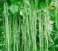 Long Beans A9 Seeds මෑ බීජ 100g. 