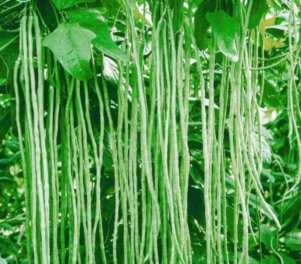 Long%20Beans%20A9%20Seeds%20%E0%B6%B8%E0%B7%91%20%E0%B6%B6%E0%B7%93%E0%B6%A2%20100g%20-%20Image%205