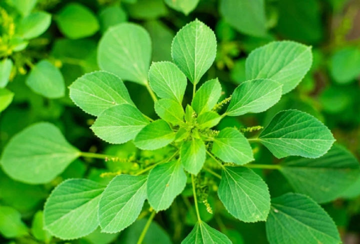 Kuppameniya%20Leaf%20Powder%20100g%20-%20Image%202