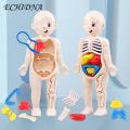 Diy Human Organ Model Interactive Human Body Model Kit Educational Diy Toy with 11 Analysis Cards Ideal for Students Accessories Included Science Learning Toys for Kids. 