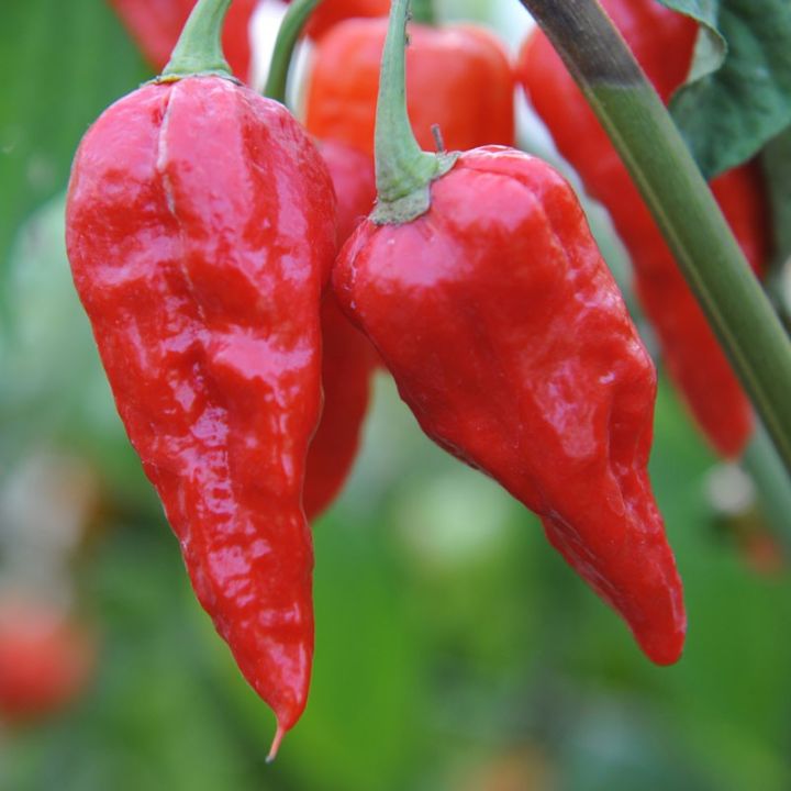 Snake%20Chilli%20Local%20Seeds,%20Nai%20Kochchi%20Beeja,%2030%20Seeds%20-%20Image%203