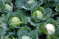 Cabbage F1 Hybrid Japan AS-39 Seeds 99% 1g Gedi Gowa Gardening Agriculture Onesh. 