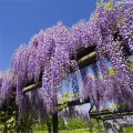 Provence Wisteria Flower Seed Climbing Vine Tree Four Seasons Garden Balcony Climbing Potted Plant Flower Seed. 
