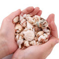 15 Styles 2pcs Natural Shell Pendant Conch Shell Charms Pendant Natural At Random For DIY Jewelry Necklaces Making Accessories. 