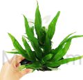 Java Fern/Large size/Aquarium live plants/Aqua scaping/Live plants. 