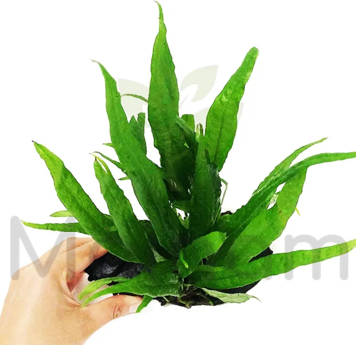 Java%20Fern/Large%20size/Aquarium%20live%20plants/Aqua%20scaping/Live%20plants%20-%20Image%208