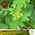 තෝර Cassia Tora 20 Seeds for Natural Organic Farming Vegetable, Fruit & flower Seed. 
