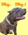 Extra Large Cuban Gold Jewellery Dog Collar Thick 22mm Luxury Necklace Chain Gold-Plated Collars Safety Medium Dogs Belt Puppies Hip Hop Style Collection Dog Belt Decorative Jewelry Rustless Chains Supplies Pets Dog Chain. 