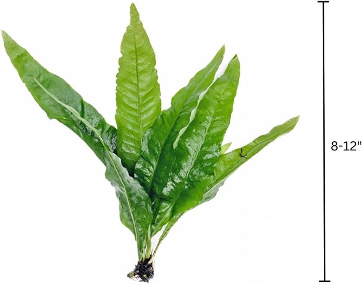 Java Fern/Large size/Aquarium live plants/Aqua scaping/Live plants