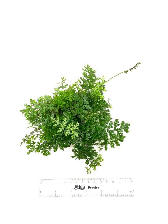 mini%20bolbitis%20aquarium%20plant%20-%20Image%203