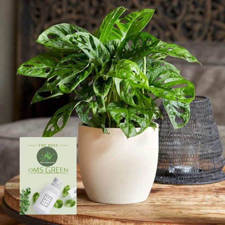 The%20Swiss%20cheese%20plant%20/%20Monstera%20adansonii%20with%20black%20pot%20-%20Image%208