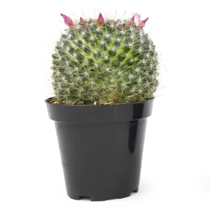 Catcus plant/live plants | Daraz.lk