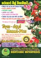 Horticare Flori Plus Flower Blooming Fertilizer for All Kind of Plant Home Garden 100ml Liquid. 