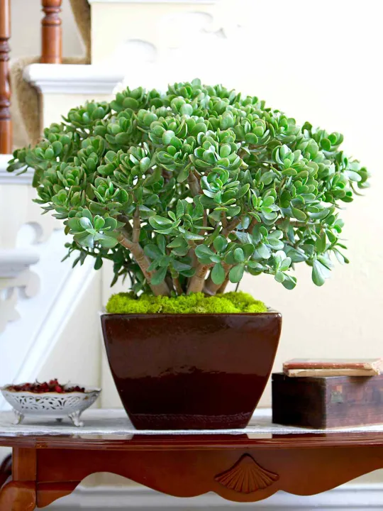 Jade%20Plant%20(%20feng%20shui%20plant%20/%20money%20plant%20)%20-%20Image%203
