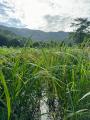 Organic Traditional Suwandel Rice. 