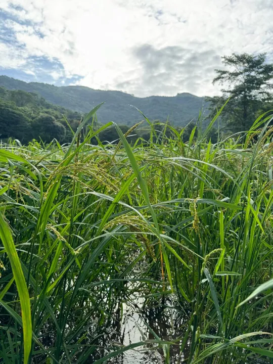 Organic%20Traditional%20Suwandel%20Rice%20-%20Image%207
