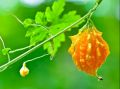 Batu Karawila Seeds For Home Garden. 