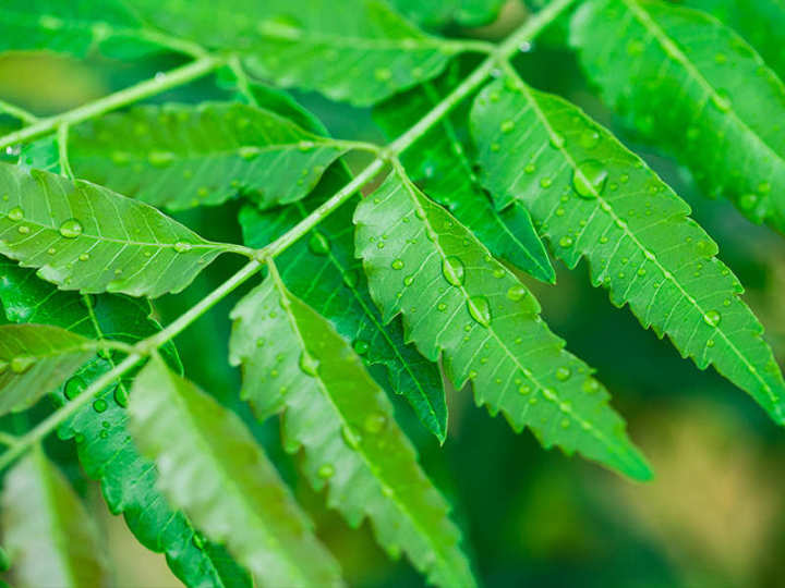 Kohomba%20Plant%20-%20Image%202