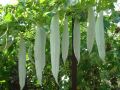 Pathola Short Snake Gourd Seeds Home Gardening Agriculture. 