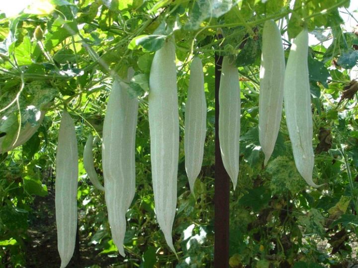 Pathola%20Short%20Snake%20Gourd%20Seeds%20Home%20Gardening%20Agriculture%20-%20Image%204