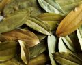 cinnamon leaves dried 20g pack. 