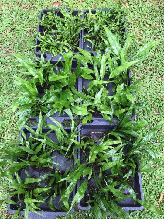 Java%20Fern/Large%20size/Aquarium%20live%20plants/Aqua%20scaping/Live%20plants%20-%20Image%206