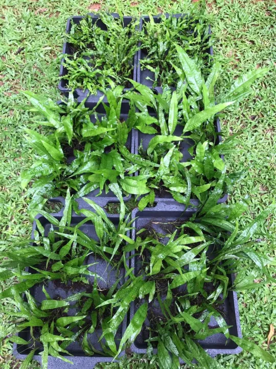 Java%20Fern/Large%20size/Aquarium%20live%20plants/Aqua%20scaping/Live%20plants%20-%20Image%206