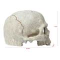 Verisimilar Artificial Human Skull Aquarium Ornament Play Room for Fish. 