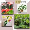 30 Pack Plant Support Stakes Garden Single Stemmed Plant Support Plant Stakes, Plant Prop, Plant Sticks. 