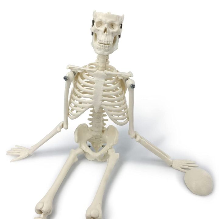 Mini%20Human%20Skeleton%20Model%20-%20Image%207