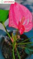 Anthurium plants - Royal Pink - Bangkok Variant - potted plants with flowers from JAYOMAA for anthurium lovers.. 