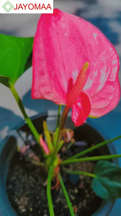 Anthurium%20plants%20-%20Royal%20Pink%20-%20Bangkok%20Variant%20-%20potted%20plants%20with%20flowers%20from%20JAYOMAA%20for%20anthurium%20lovers.%20-%20Image%203