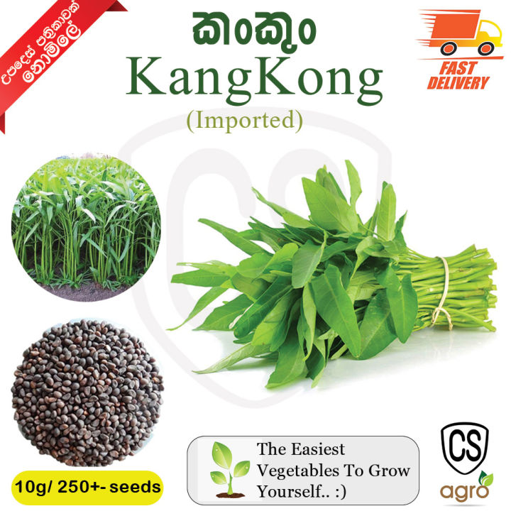 Kangkong Water Spinach 10g Seeds Gardening Agriculture Home CS Agro High Quality seed