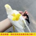 Parrot Flying Rope Super Long Bird Walking Hand Holding Rope Super Light Strap Not Hurt Feet Tiger Skin Xuanfeng out Flight Rope. 