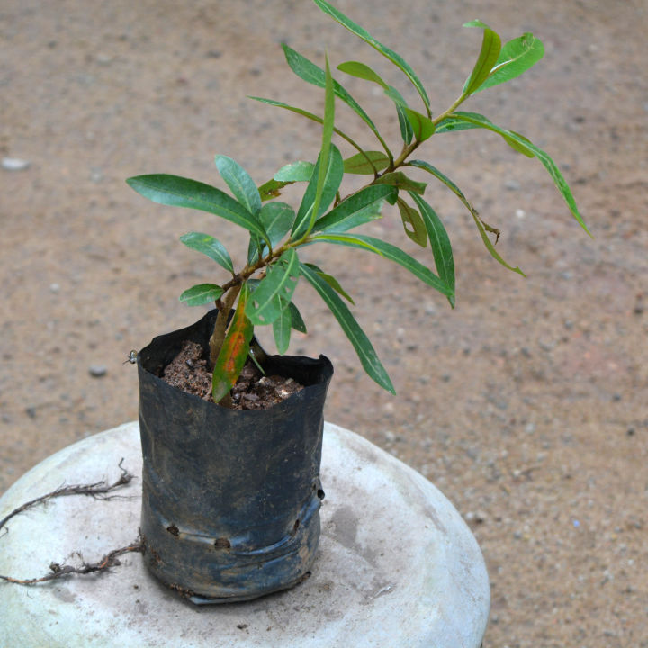Kubuk%20Plant%20-%20Image%204