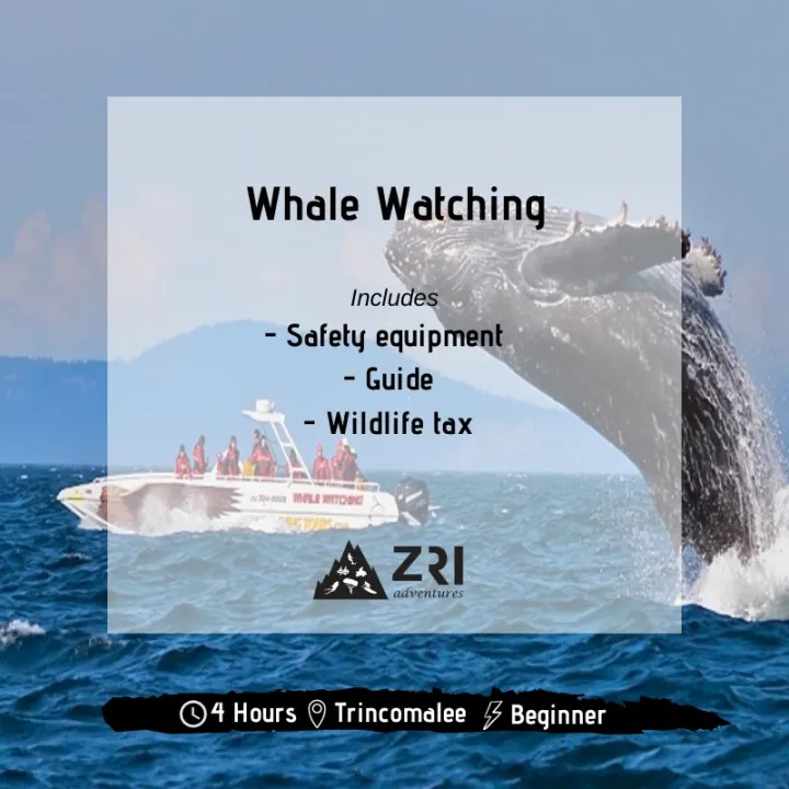 Trincomalee - Whale Watching - Per Person (Min 4 Pax)
