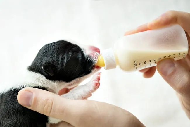 Pets%20Cat%20Milk%20Bottle%20Feeding%20Nipple%20Nursing%20Care%20Set%20Feeder%20Kit%20for%20Puppy%20Kitten%20Baby%20Squirrel%20Animal%20Pets%20Dogs%20Feeding%20Kit%20Feeding%20Bottle%20Pet%20Feeder%20Dog%20Bottle%20Feeder%20Set%20-%20Image%202