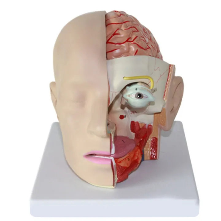 Human Head Anatomy Model Head Brain -Section Anatomy for Science ...