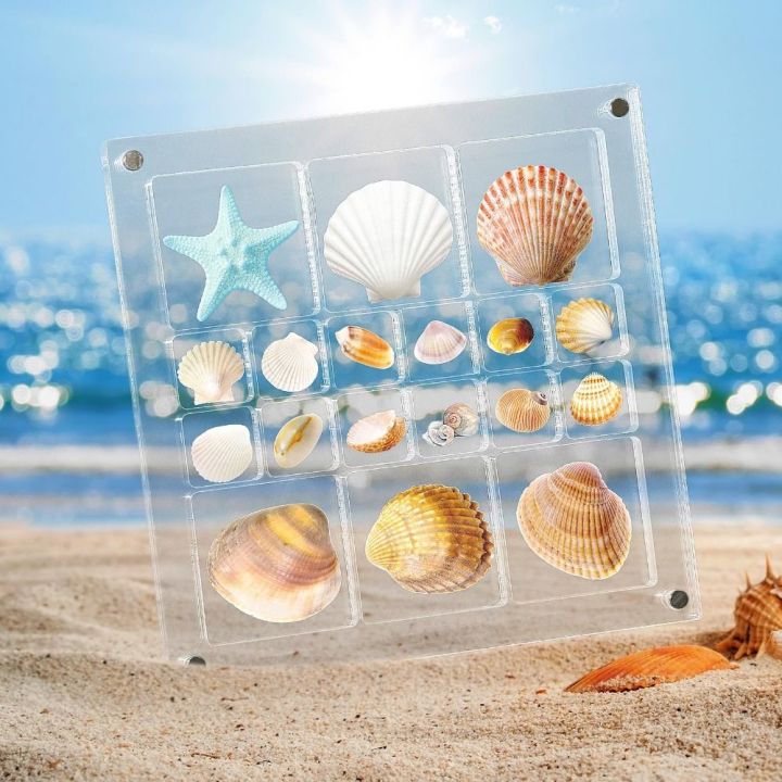 New Transparent Magnetic Seashell Display Box Mini Plastic Seashell ...
