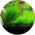 Dwarf Hairgrass  Aquarium Plant | Fast-Growing Carpet Aquatic Plant for Freshwater Tanks | Ideal for Aquascaping & Natural Decor | Easy to Grow & Maintain | Healthy Live Plants in Sri Lanka | SAPLING CLOUD Official Store. 