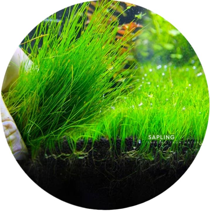 Dwarf Hairgrass  Aquarium Plant | Fast-Growing Carpet Aquatic Plant for Freshwater Tanks | Ideal for Aquascaping & Natural Decor | Easy to Grow & Maintain | Healthy Live Plants in Sri Lanka | SAPLING CLOUD Official Store
