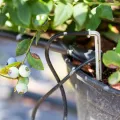 Micro Tube Drip Irrigation 3.2x5mm 10m/50m/100m. 