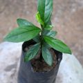 Kaluwara plant. (Ceylon ebony )-rare plants. 