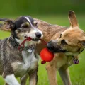 Dog Training Ball on Rope Solid Rubber Rope Ball Tug Ball Toy for Medium and Small Dog  Tough Rope Toys  Non-Toxic and Durable Dog Toys. 