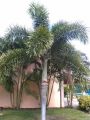 Foxtail plam tree /5 seeds. 