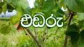 එඬරු Edaru plant your home garden  10 seeds. 