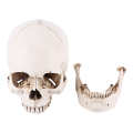 Life Size 1:1 Resin Human Skull Model Anatomical Medical Teaching Skeleton Head. 