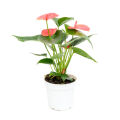 Orange color Anthurium plants and colors Gewathu wagawa Anthurium cultivation Just Plants Anthurium Sapling bright Orange Colo. 
