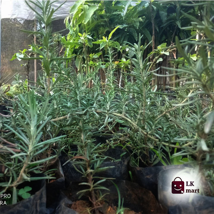 Rosemary%20-%20Plant%20-%20Image%204